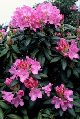 Rhododendron Rhododendron 'Roseum Elegans' Arbuste 60-80 Pot 10 l (C10)