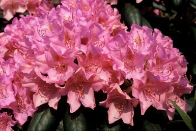 Rhododendron Rhododendron 'Roseum Elegans' Arbuste 60-80 Pot 10 l (C10)