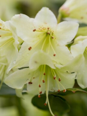 Rhododendron Rhododendron 'Shamrock' Arbuste 15-20 Pot 2 l (C2) Rhododendron 'Shamrock' arbuste 15-20 cm