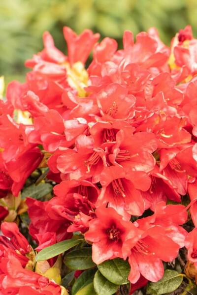 Rhododendron Rhododendron 'Baden-Baden' Arbuste 15-20 Pot 2 l (C2) Rhododendron 'Baden-Baden' arbuste 15-20 cm