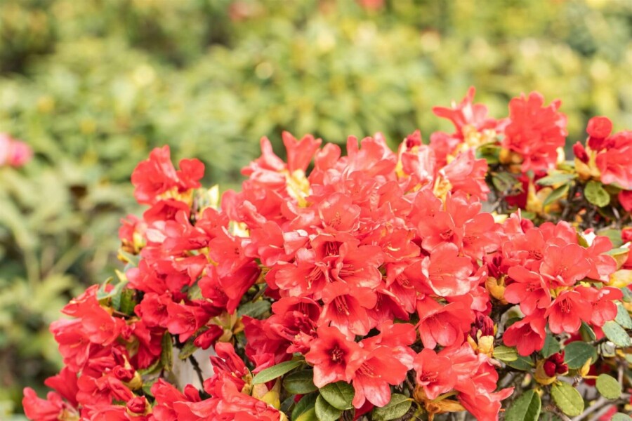 Rhododendron Rhododendron 'Baden-Baden' Arbuste 15-20 Pot 2 l (C2) Rhododendron 'Baden-Baden' arbuste 15-20 cm