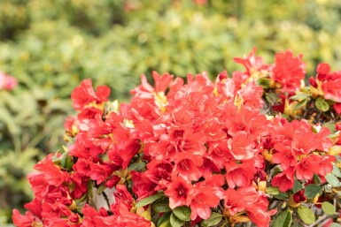 Rhododendron Rhododendron 'Baden-Baden' Arbuste 15-20 Pot 2 l (C2) Rhododendron 'Baden-Baden' arbuste 15-20 cm