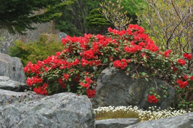 Rhododendron Rhododendron 'Scarlet Wonder' Arbuste 15-20 Pot 2 l (C2) Rhododendron 'Scarlet Wonder' arbuste 15-20 cm