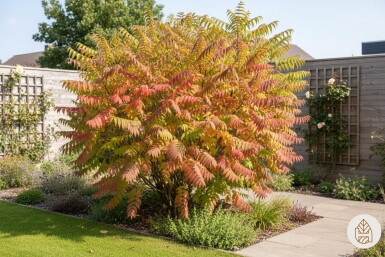 Rhus typhina 'Tiger Eyes' arbuste 60-80 cm