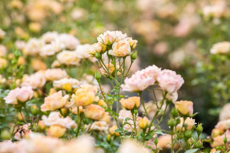 Rosier Rosa 'Yellow Fairy' Arbuste 10-15 Pot 2 l (C2) Rosa 'Yellow Fairy' arbuste 10-15 cm