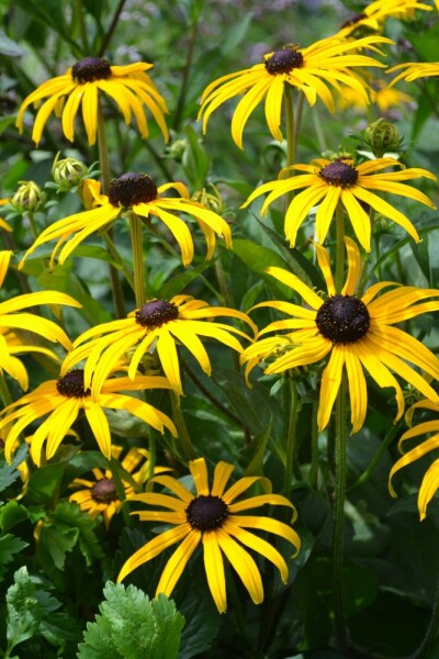 Rudbeckie brillante Rudbeckia fulgida 'Goldsturm' 10-15 Pot 2 l (C2) Rudbeckia fulgida 'Goldsturm'