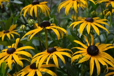 Rudbeckie brillante Rudbeckia fulgida 'Goldsturm' 10-15 Pot 2 l (C2) Rudbeckia fulgida 'Goldsturm'