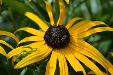 Rudbeckie brillante Rudbeckia fulgida 'Goldsturm' 10-15 Pot 2 l (C2) Rudbeckia fulgida 'Goldsturm'