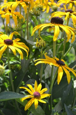 Rudbeckie brillante Rudbeckia fulgida 'Goldsturm' 5-10 Pot 9x9 cm (P9)