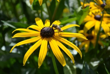 Rudbeckie brillante Rudbeckia fulgida 'Goldsturm' 5-10 Pot 9x9 cm (P9)