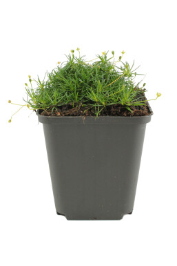 Sagine subulée Sagina subulata 5-10 Pot 9x9 cm (P9) Sagina subulata