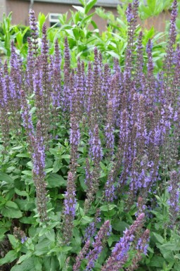 Salvia nemorosa 'Blaukonigin'