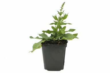 Sauge des bois Salvia nemorosa 'Blaukonigin' 5-10 Pot 9x9 cm (P9) Salvia nemorosa 'Blaukonigin'