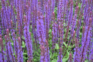 Sauge des bois Salvia nemorosa 'Caradonna' 5-10 Pot 9x9 cm (P9) Salvia nemorosa 'Caradonna'