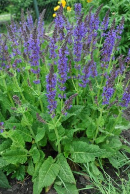 Sauge des bois Salvia nemorosa 'Mainacht' 5-10 Pot 9x9 cm (P9) Salvia nemorosa 'Mainacht'