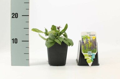 Sauge des bois Salvia nemorosa 'Mainacht' 5-10 Pot 9x9 cm (P9)