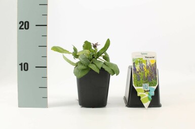 Sauge des bois Salvia nemorosa 'Mainacht' 5-10 Pot 9x9 cm (P9) Salvia nemorosa 'Mainacht'
