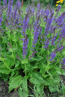 Sauge des bois Salvia nemorosa 'Mainacht' 5-10 Pot 9x9 cm (P9) Salvia nemorosa 'Mainacht'