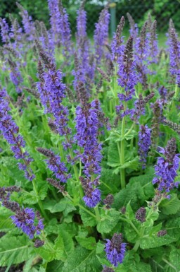 Sauge des bois Salvia nemorosa 'Mainacht' 5-10 Pot 9x9 cm (P9)