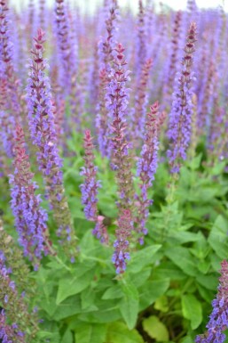 Sauge des bois Salvia nemorosa 'Ostfriesland' 5-10 Pot 9x9 cm (P9)