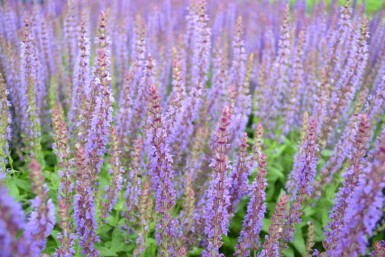 Sauge des bois Salvia nemorosa 'Ostfriesland' 5-10 Pot 9x9 cm (P9)