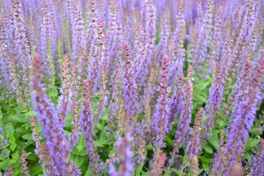 Sauge des bois Salvia nemorosa 'Ostfriesland' 5-10 Pot 9x9 cm (P9)