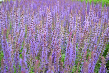 Sauge des bois Salvia nemorosa 'Ostfriesland' 5-10 Pot 9x9 cm (P9)