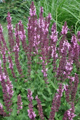 Sauge des bois Salvia nemorosa 'Rose Queen' 5-10 Pot 9x9 cm (P9)