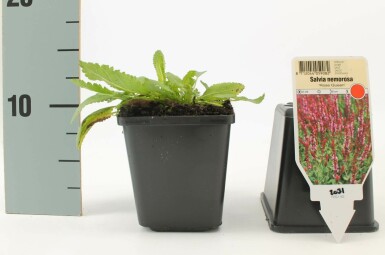 Sauge des bois Salvia nemorosa 'Rose Queen' 5-10 Pot 9x9 cm (P9) Salvia nemorosa 'Rose Queen'