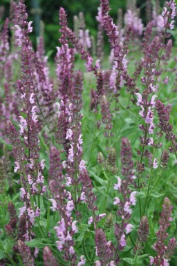 Sauge des bois Salvia nemorosa 'Rose Queen' 5-10 Pot 9x9 cm (P9)