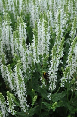 Sauge des bois Salvia nemorosa 'Schneehugel' 5-10 Pot 9x9 cm (P9) Salvia nemorosa 'Schneehugel'