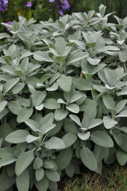 Sauge officinale Salvia officinalis 'Berggarten' 5-10 Pot 9x9 cm (P9) Salvia officinalis 'Berggarten'
