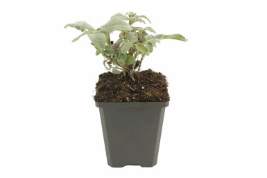Sauge officinale Salvia officinalis 'Berggarten' 5-10 Pot 9x9 cm (P9) Salvia officinalis 'Berggarten'