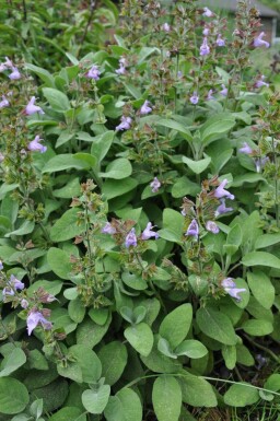 Sauge officinale Salvia officinalis 'Berggarten' 5-10 Pot 9x9 cm (P9)