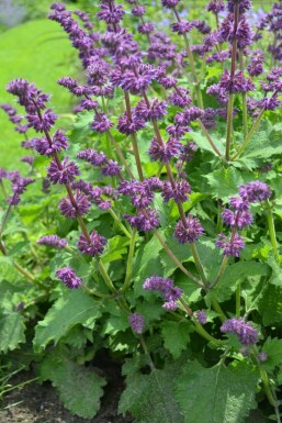 Sauge verticillée Salvia verticillata 'Purple Rain' 5-10 Pot 9x9 cm (P9) Salvia verticillata 'Purple Rain'