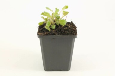 Sauge verticillée Salvia verticillata 'Purple Rain' 5-10 Pot 9x9 cm (P9) Salvia verticillata 'Purple Rain'