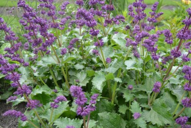 Sauge verticillée Salvia verticillata 'Purple Rain' 5-10 Pot 9x9 cm (P9)