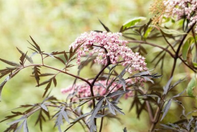 Sambucus nigra 'Black Lace' C12 60-80