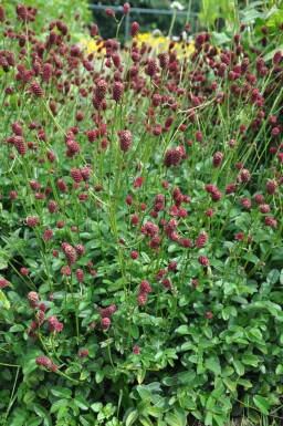 Sanguisorbe officinale Sanguisorba officinalis 'Tanna' 5-10 Pot 2 l (C2) Sanguisorba officinalis 'Tanna'