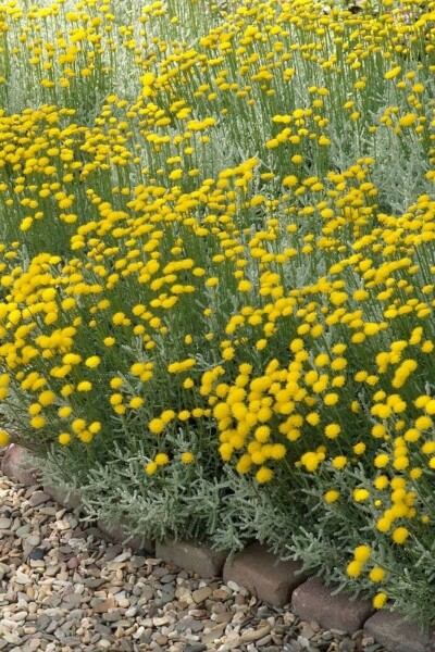 Santoline faux cyprès Santolina chamaecyparissus 5-10 Pot 9x9 cm (P9) Santolina chamaecyparissus