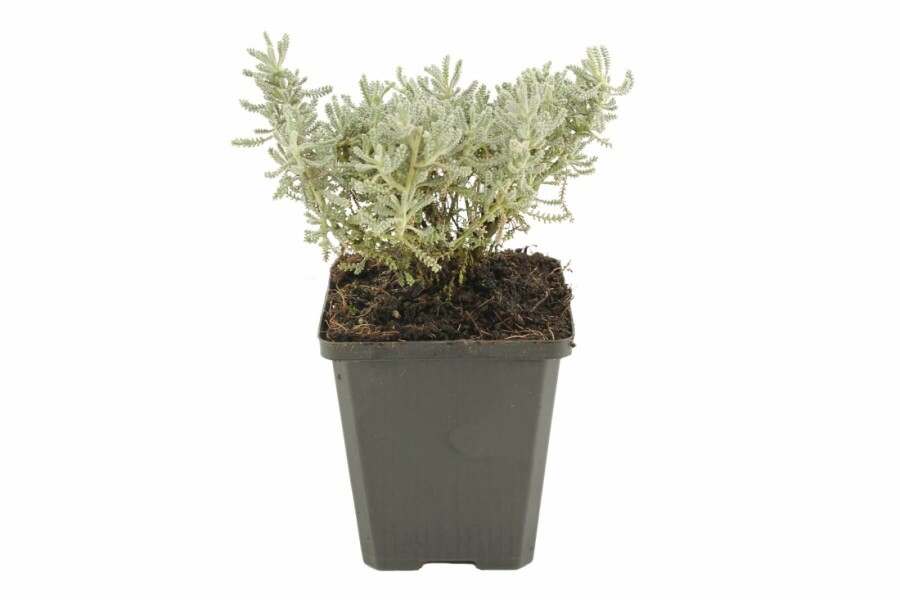 Santoline faux cyprès Santolina chamaecyparissus 5-10 Pot 9x9 cm (P9) Santolina chamaecyparissus