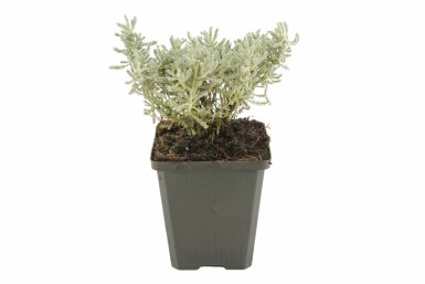 Santoline faux cyprès Santolina chamaecyparissus 5-10 Pot 9x9 cm (P9) Santolina chamaecyparissus