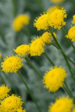 Santoline faux cyprès Santolina chamaecyparissus 5-10 Pot 9x9 cm (P9) Santolina chamaecyparissus