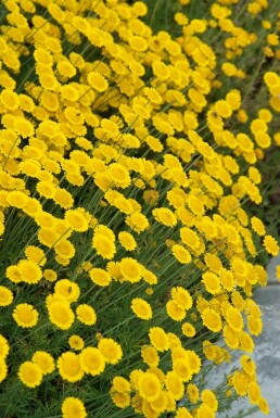 Santoline faux cyprès Santolina chamaecyparissus 5-10 Pot 9x9 cm (P9) Santolina chamaecyparissus