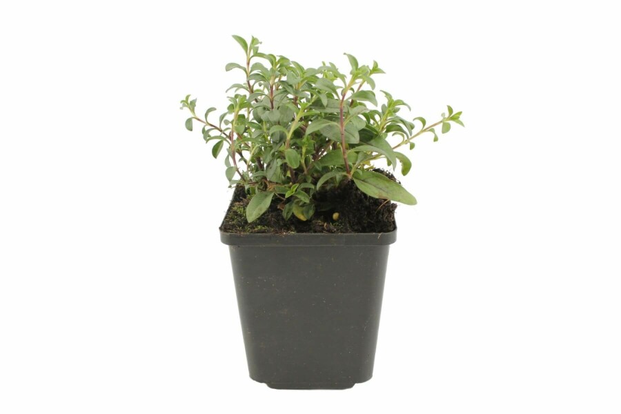 Saponaire faux basilic Saponaria ocymoides 5-10 Pot 9x9 cm (P9) Saponaria ocymoides