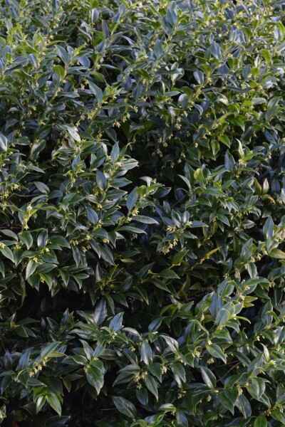 Sarcococca Sarcococca confusa Arbuste 30-40 Pot 10 l (C10) Sarcococca confusa arbuste 30-40 cm