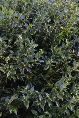 Sarcococca Sarcococca confusa Arbuste 15-20 Pot 1,3 l (P13) Sarcococca confusa arbuste 15-20 cm