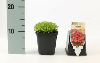 Saxifrage d’arends Saxifraga × arendsii 'Blütenteppich' 5-10 Pot 9x9 cm (P9)