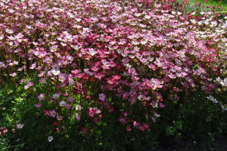 Saxifrage d’arends Saxifraga × arendsii 'Purpurteppich' 5-10 Pot 9x9 cm (P9) Saxifraga × arendsii 'Purpurteppich'