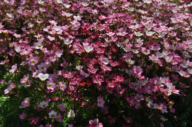 Saxifrage d’arends Saxifraga × arendsii 'Purpurteppich' 5-10 Pot 9x9 cm (P9)